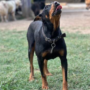 ANORA -  Doberman Pinscher Dog for Adoption in New York, New York - ANORA | PetCurious