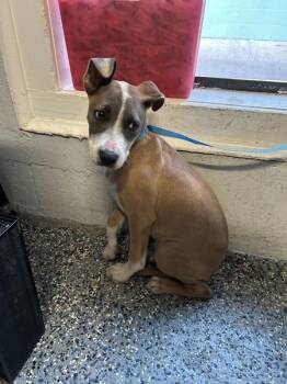 Pit Bull Terrier Dogs Available for Adoption in Mobile, Alabama - Holland | PetCurious
