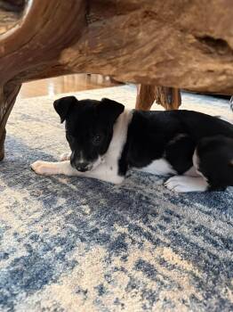 Mixed Breed Dogs Available for Adoption - Juno | PetCurious