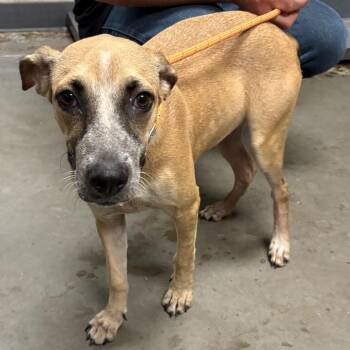 Bug -  Labrador Retriever and Mixed Breed Dog for Adoption in Yuma, Arizona - Bug | PetCurious