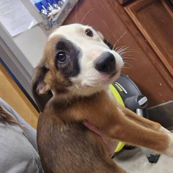Sally Jo - 082815U -  Australian Shepherd and Mixed Breed Dog for Adoption in Tupelo, Mississippi - Sally Jo - 082815U | PetCurious