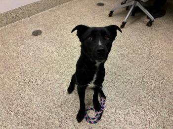 Labrador Retriever and Mixed Breed Dogs Available for Adoption in Colorado Springs, Colorado - RIVER | PetCurious