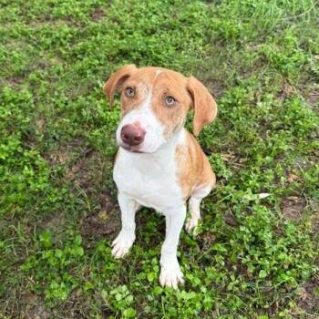 Terrier and Whippet Dogs Available for Adoption in Carencro, Louisiana - Pepperjack | PetCurious