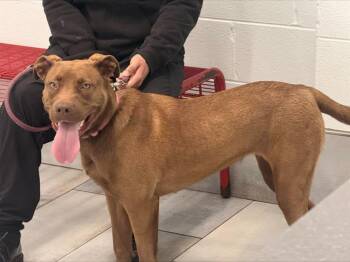 Labrador Retriever Dogs Available for Adoption - HOLLY | PetCurious