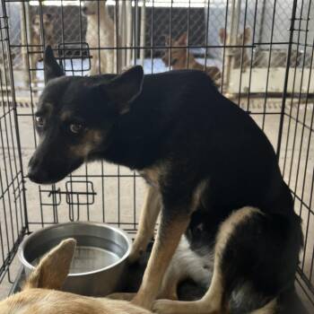 Maria -  Shepherd Dog for Adoption in Edinburg, Texas - Maria | PetCurious