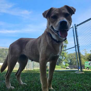 Fifa -  Chow Chow Dog for Adoption in Klein, Texas - Fifa | PetCurious
