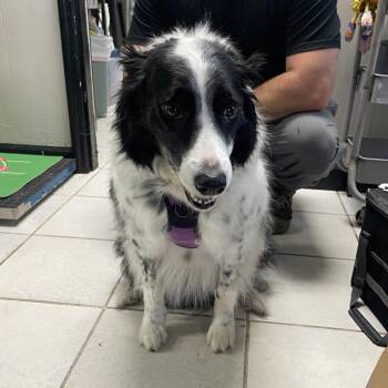 Bindi -  Border Collie Dog for Adoption in Savannah, Georgia - Bindi | PetCurious