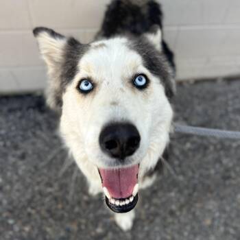 Abraham -  Mixed Breed and Husky Dog Available for Adoption in Salt Lake City, Utah - Abraham | PetCurious