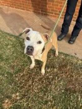 Rescue Pit Bull Terrier Dogs for Adoption in Stillwater, Oklahoma - Ol Dog | PetCurious