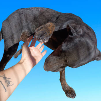 Rescue Cane Corso and Labrador Retriever Dogs for Adoption in Batson, Texas - Belle Starr | PetCurious