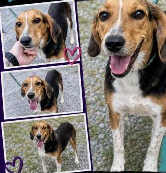 Dayna -  American Foxhound and Hound Dog for Adoption in Brookeville, Maryland - Dayna | PetCurious
