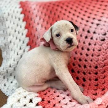 Dolly Hazel Toy Story -  Terrier and Labrador Retriever Dog for Adoption in Friendswood, Texas - Dolly Hazel Toy Story | PetCurious