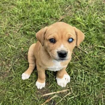 Labrador Retriever and Mixed Breed Dogs Available for Adoption in Pelham, New Hampshire - Lexie  | PetCurious