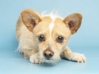 Dachshund and Chihuahua Dogs Available for Adoption - GIZMO | PetCurious