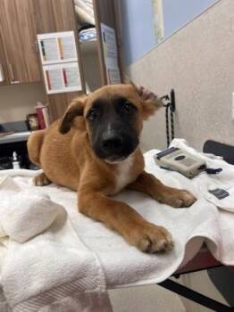 Ono -  Pit Bull Terrier and Mixed Breed Dog for Adoption in Honolulu, Hawaii - Ono | PetCurious