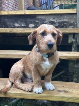 Scruffy O’Brien -  Terrier Dog for Adoption in Boston, Massachusetts - Scruffy O’Brien | PetCurious