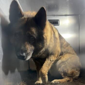 Miss Magnolia -  German Shepherd Dog Dog for Adoption in Philadelphia, Pennsylvania - Miss Magnolia | PetCurious