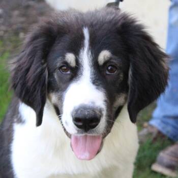Great Pyrenees and Entlebucher Dogs Available for Adoption in Eaton, Ohio - Kandor | PetCurious