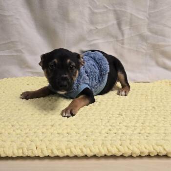 Chihuahua and Miniature Pinscher Dogs Available for Adoption - McGyver The Tiny Puppy | PetCurious