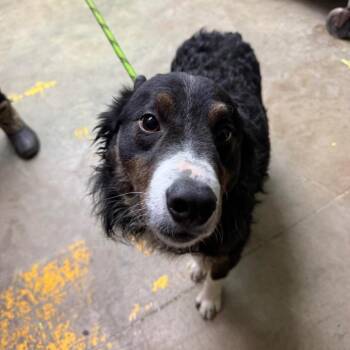 Border Collie and Mixed Breed Dogs Available for Adoption - Axel | PetCurious