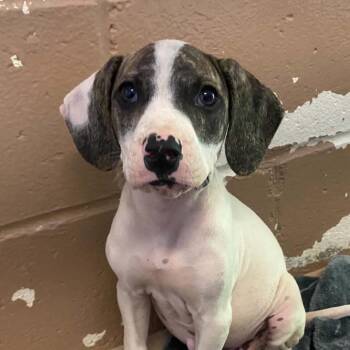 Zeppelin -  Mountain Cur and Beagle Dog for Adoption in Jacksboro, Tennessee - Zeppelin | PetCurious