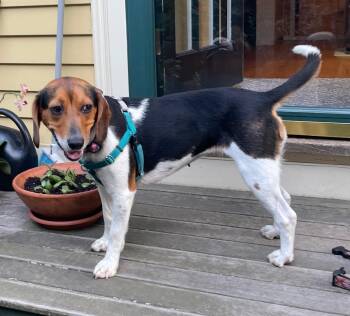 Willow -  Beagle Dog for Adoption in Lexington, Massachusetts - Willow | PetCurious