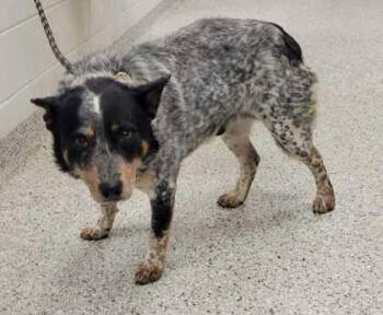 Brumby -  Cattle Dog and Mixed Breed Dog for Adoption in Kansas City, Missouri - Brumby | PetCurious