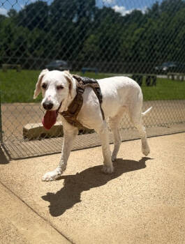 Rescue Labrador Retriever and Bernese Mountain Dog Dogs for Adoption in Corinth, Mississippi - Beau 25D-134 | PetCurious