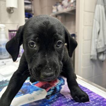Black Labrador Retriever and Mixed Breed Dogs Available for Adoption - Yellow | PetCurious