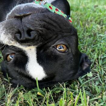 Oreo -  Boston Terrier and French Bulldog Dog for Adoption in Jackson, Tennessee - Oreo | PetCurious