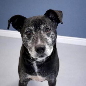 Labrador Retriever and Mixed Breed Dogs Available for Adoption - Heidi | PetCurious