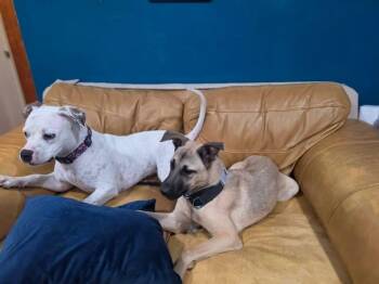 Cranny -  Pit Bull Terrier Dog for Adoption in Germantown, Ohio - Cranny | PetCurious