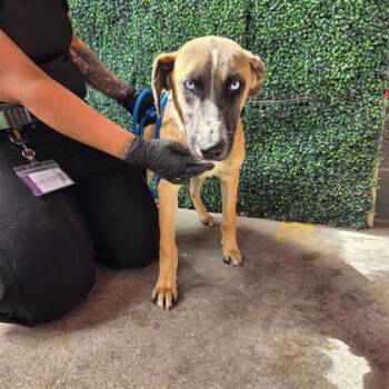 CINNAMON -  Mixed Breed Dog for Adoption in El Paso, Texas - CINNAMON | PetCurious