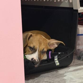 Stella -  Jack Russell Terrier Dog for Adoption in Port St. Lucie, Florida - Stella | PetCurious