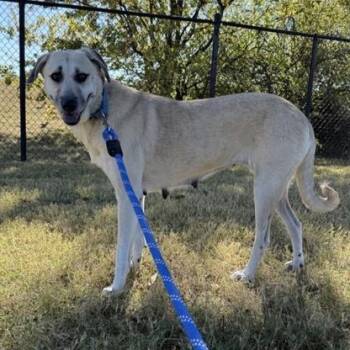 Rescue Mixed Breed Dogs for Adoption in Dallas, Texas - Lucille | PetCurious