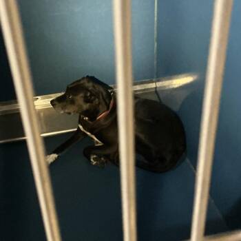 Pit Bull Terrier Dogs Available for Adoption in Saint Joseph, Missouri - Willa | PetCurious