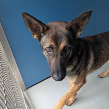German Shepherd Dog Dogs Available for Adoption in Greenville, South Carolina - Jimmy Chew | PetCurious