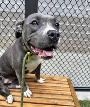 RENA -  Bull Terrier and Mixed Breed Dog for Adoption in Atlanta, Georgia - RENA | PetCurious
