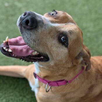 Sammy -  Great Dane and Mixed Breed Dog for Adoption in Lakeland, Florida - Sammy | PetCurious