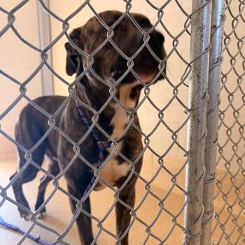 Poncho -  Mixed Breed Dog for Adoption in Bristol, Indiana - Poncho | PetCurious