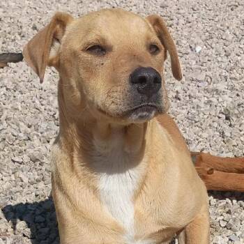 Mixed Breed Dogs Available for Adoption in Rochester, Minnesota - Brio | PetCurious