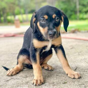 Haley Winn -  Mixed Breed Dog Available for Adoption in Groveland, Massachusetts - Haley Winn | PetCurious