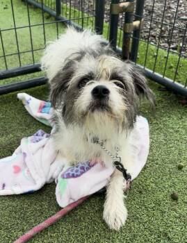 Chip -  Terrier Dog for Adoption in Lakeland, Florida - Chip | PetCurious