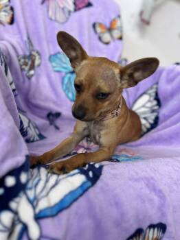 Chihuahua Dogs Available for Adoption - Kahlua | PetCurious