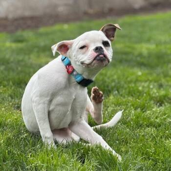 Mixed Breed Dogs Available for Adoption in Medford, Oregon - Linus | PetCurious