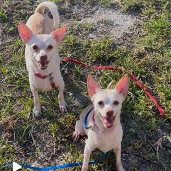 Charlotte (Bonded with Savannah) -  Chihuahua and Mixed Breed Dog for Adoption in Titusville, Florida - Charlotte (Bonded With Savannah) | PetCurious