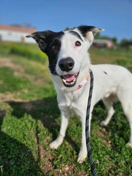 Border Collie and Mixed Breed Dogs Available for Adoption - Guacamole | PetCurious