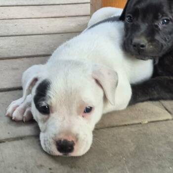 Biggie Smalls -  American Staffordshire Terrier Dog for Adoption in West Richland, Washington - Biggie Smalls | PetCurious