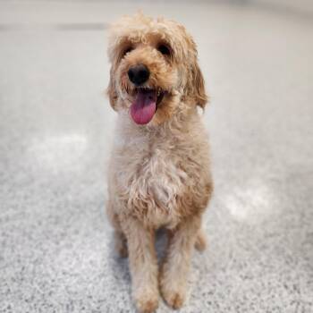 Standard Poodle Dogs Available for Adoption - Bently | PetCurious