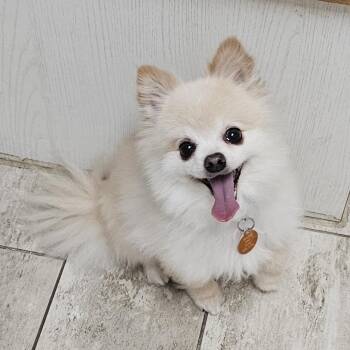 Pomeranian Dogs Available for Adoption in Fenton, Michigan - BEAR | PetCurious